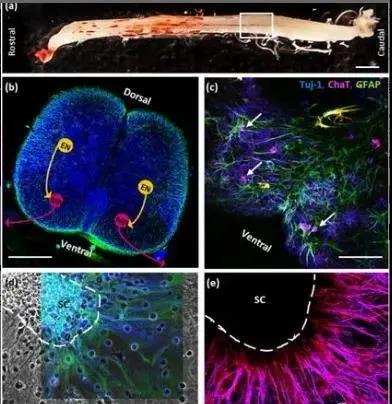 美研究者用3D打印的小鼠肌肉構造生物機器人，有望用于假肢制造