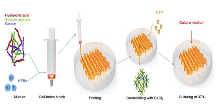 《生物設計與制造》：生物3D打印用于腦微環境模擬的基于透明質酸的細胞負載支架