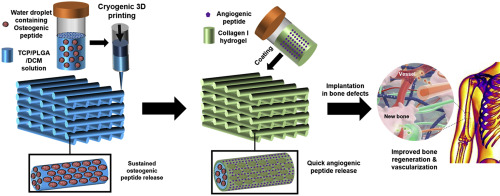 低溫生物3D打印通過(guò)增強(qiáng)血管生成改善骨骼再生