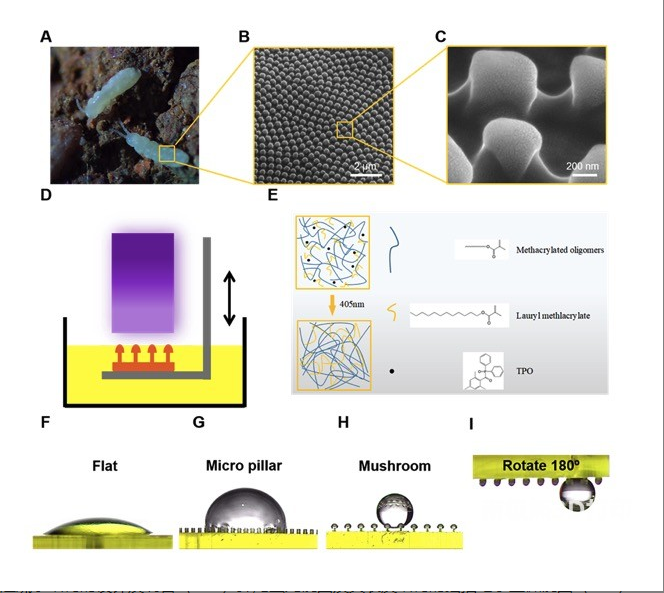 3D打印制備仿生超疏水微結構用于微液滴操縱