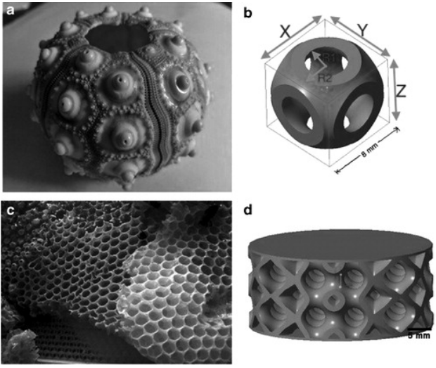 研究人員通過(guò)海膽啟發(fā)開(kāi)發(fā)3D打印無(wú)支撐格子