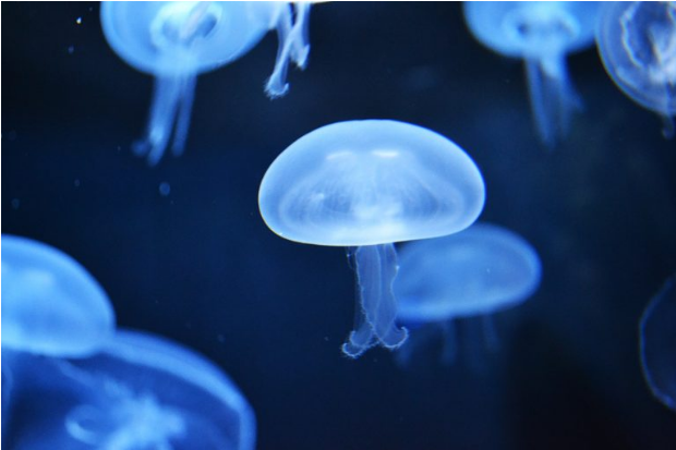 研究人員開(kāi)發(fā)全3D打印執(zhí)行器，以構(gòu)建類似水母的軟機(jī)器人