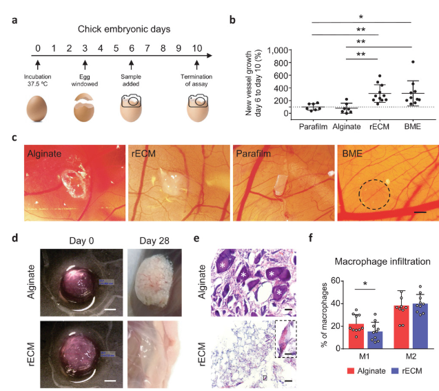 研究人員通過新型細胞加載生物蛋白更接近3D打印有機體