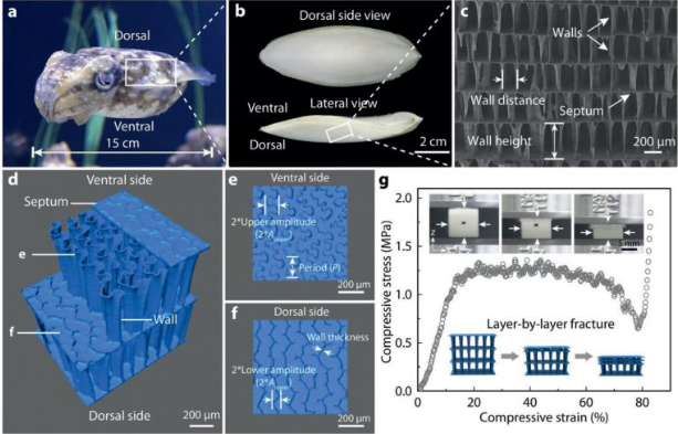 浙大科學家受烏賊啟發開3D打印抗沖擊仿生結構