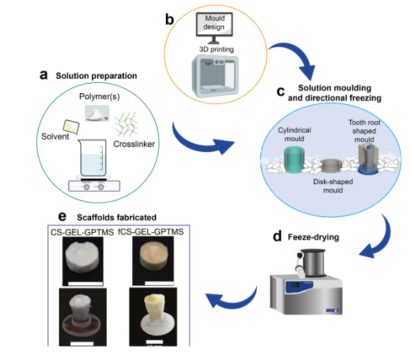 研究人員通過3D打印更加接近再生牙科