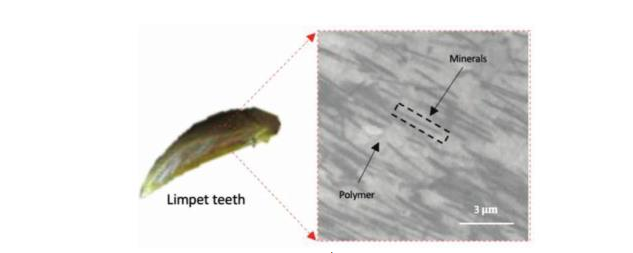 由磁場輔助3D打印制造的仿帽貝牙無痛微針