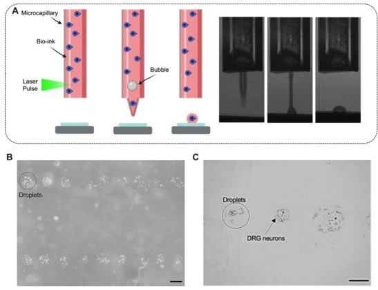 新技術可成功3D打印活體小鼠腦細胞