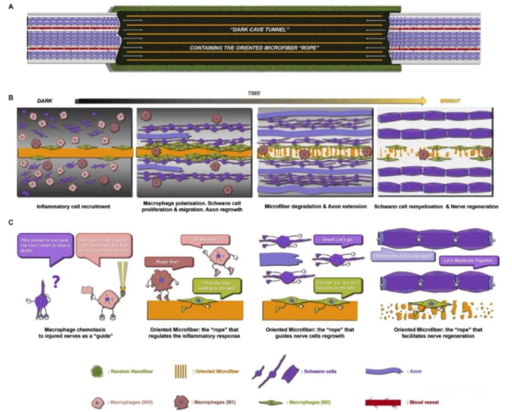南開孔德領、朱美峰聯合斯蒂文斯理工學院王紅軍：3D打印定向微纖維用于周圍神經再生