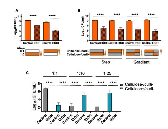 3D打印大腸桿菌生物膜，可抵抗實驗室消毒劑，或將用于廢水處理