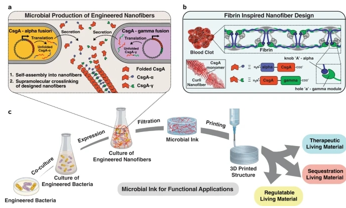 微生物墨水能3D打印可編程“活材料”