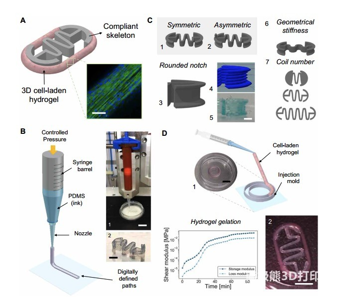 3D打印具有自激勵骨架的生物混合軟機器人