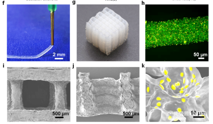 Small南京工業(yè)大學(xué)余子夷/陳蘇：3D打印具有生物催化功能的活體材料