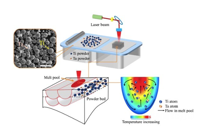 具有優(yōu)異的彈性容許應變、生物活性和原位骨再生能力的3D打印的鈦鉭Gyroid支架