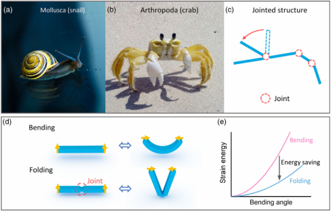 西安交大唐敬達/華科鄧謙團隊：用于微創(chuàng)治療的3d打印仿生微型機器人