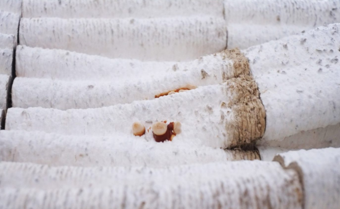 腦洞大開！Blast工作室在3D打印的真菌樹樁養蘑菇，還能用作承重墻